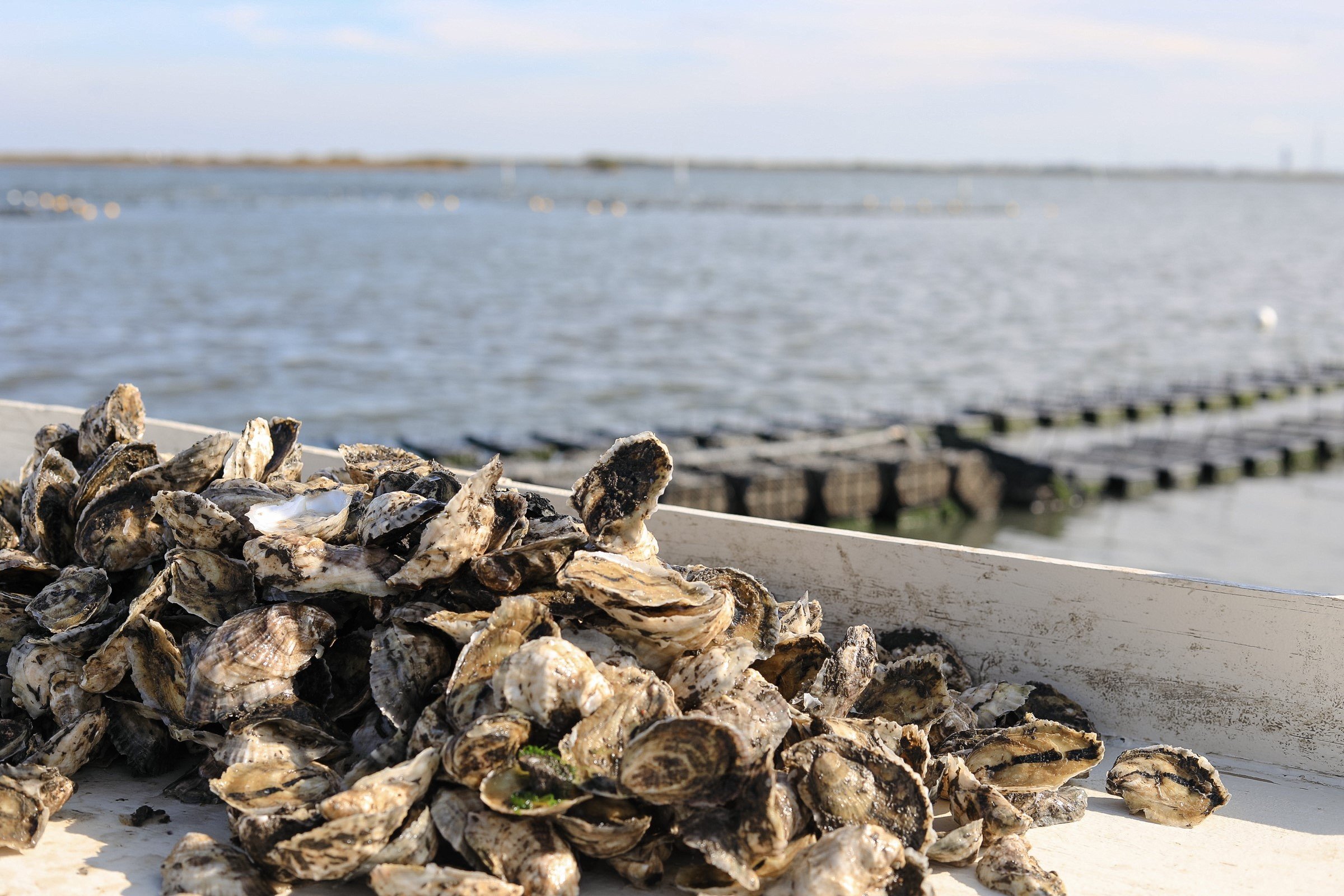 Oyster_